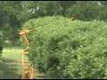 videos de GVF Pecan Topper Hedger