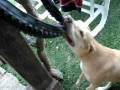 videos de PIT BULL ESTRAÇALHANDO!