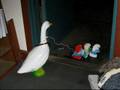 Smurfed Goose II