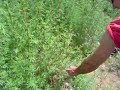 India 1 - treking by a field of green