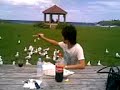 Lee feeds the seagulls