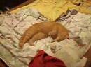 Cat Naps Near Pants Cat Naps Near Pants