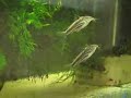 Scleromystax sp. (C113)
