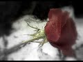 N-Phatic & Maquality ft. Ashley - Waarom zag ik niet N-Phatic & Maquality ft. Ashley - Waarom zag ik niet