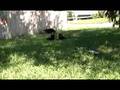 olitta and bismark puppies 8 weeks old playtime!!