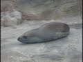 Taronga Taronga