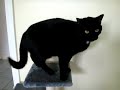 Widgeton The Cat and His Scratching Post