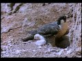 le faucon p�lerin en danger
