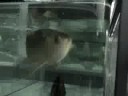 my beautifull golden arowana