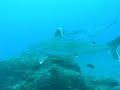Silver Tip Shark Silver Tip Shark