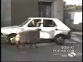 Garip bir koç - Hayvan Videoları