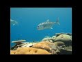 Diving with Giant Trevally