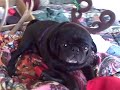 Christmas Pug