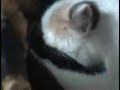 My cat purring on my dog - Il mio gatto fa le fusa sul cane