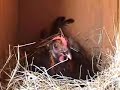 C And C Feeds And Hatchery Video Done By my son JoJo (10 Years Old) Manele-Gratis.net