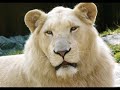 Tender Pictures Of Albino Animals - Foto Di Animali Albini Tender Pictures Of Albino Animals - Foto Di Animali Albini