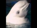 Tender Pictures Of Albino Animals - Foto Di Animali Albini