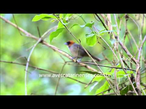 Cabecinha-castanha - Cristiano Voitina