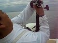 Staten Island Striped Bass Fish Run