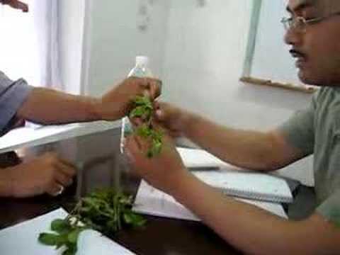 how to chew khat properly