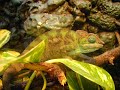 El desarrollo de Chester. Furcifer Pardalis Growing. El desarrollo de Chester. Furcifer Pardalis Growing.