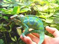 El desarrollo de Chester. Furcifer Pardalis Growing.