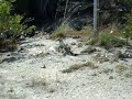 Roadside Lizard - Grand Cayman