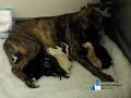 Meet Summer - HELP her puppies Meet Summer - HELP her puppies
