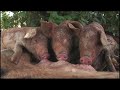 Pig for Peace