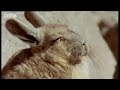 Sunbathing giant mice - weird creatures of the Andes! - Andes: The Dragons Back - BBC Wildlife