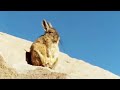 Sunbathing giant mice - weird creatures of the Andes! - Andes: The Dragons Back - BBC Wildlife