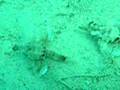 videos de Sea Moths in Moalboal (Philippines Scuba diving)