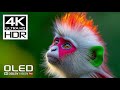 ONLY REAL OLED DEMO - HDR 4K 60 FPS VIDEO - DOLBY VISION