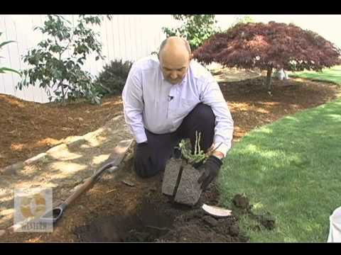 how to transplant roses into pots