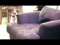 videos de You Love Her Madly, don't you schmuck?