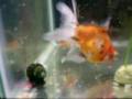 videos de toki and pooki...again :)