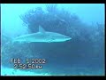 Sharks and Dolphins