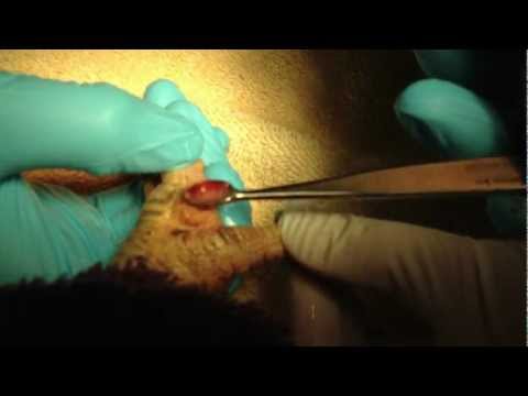 how to cure duck feet