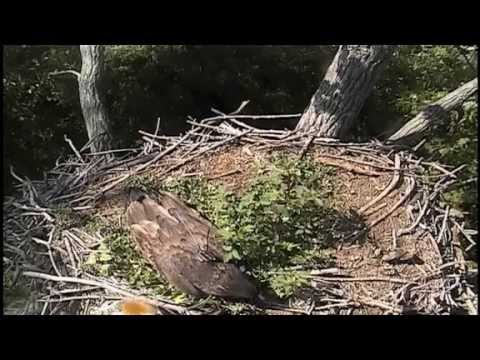 Decorah Bald Eagles 07-28-2014 FOUR FLYS AWAY