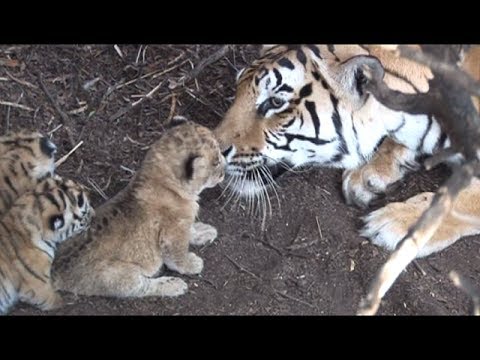 LIONESS CUB +