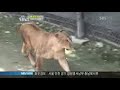 2 Lions Vs 1 White Tiger, Who wins ?