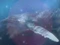 Whales, Dolphins and Chakras - Lemurian Returns