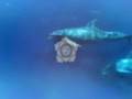 Whales, Dolphins and Chakras - Lemurian Returns