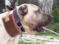 Kangal hollanda toros Kangal hollanda toros