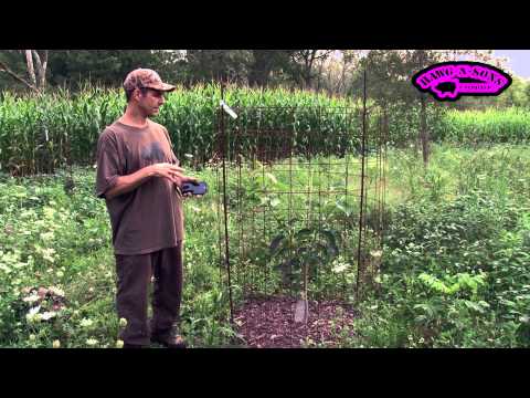 How to Grow Persimmon Trees - American Fruit Trees On Grafted Rootstock