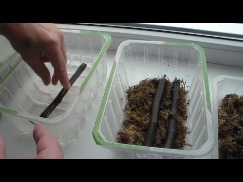 Укоренение черенков в мхе Укоренение черенков в мхе