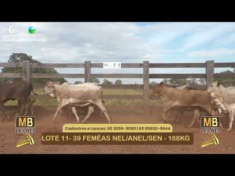 550� LEIL�O VIRTUAL MB LEIL�ES