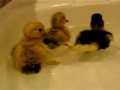 my Muscovy ducklings first swim my Muscovy ducklings first swim