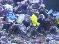 O aquarismo pode contribuir e muito para despertar a consciência de respeito aos Mares e Oceanos. Ficar contemplando os movimentos mágicos dentro das cores vivas dos peixes é muito gratificante. Eu os respeito e amo muito muito !! 