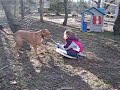 Mojo the pit bull pulling a boogie board (without snow) Mojo the pit bull pulling a boogie board (without snow)